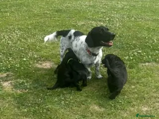 Mixed Breed dogs Looking for home - Advert 7