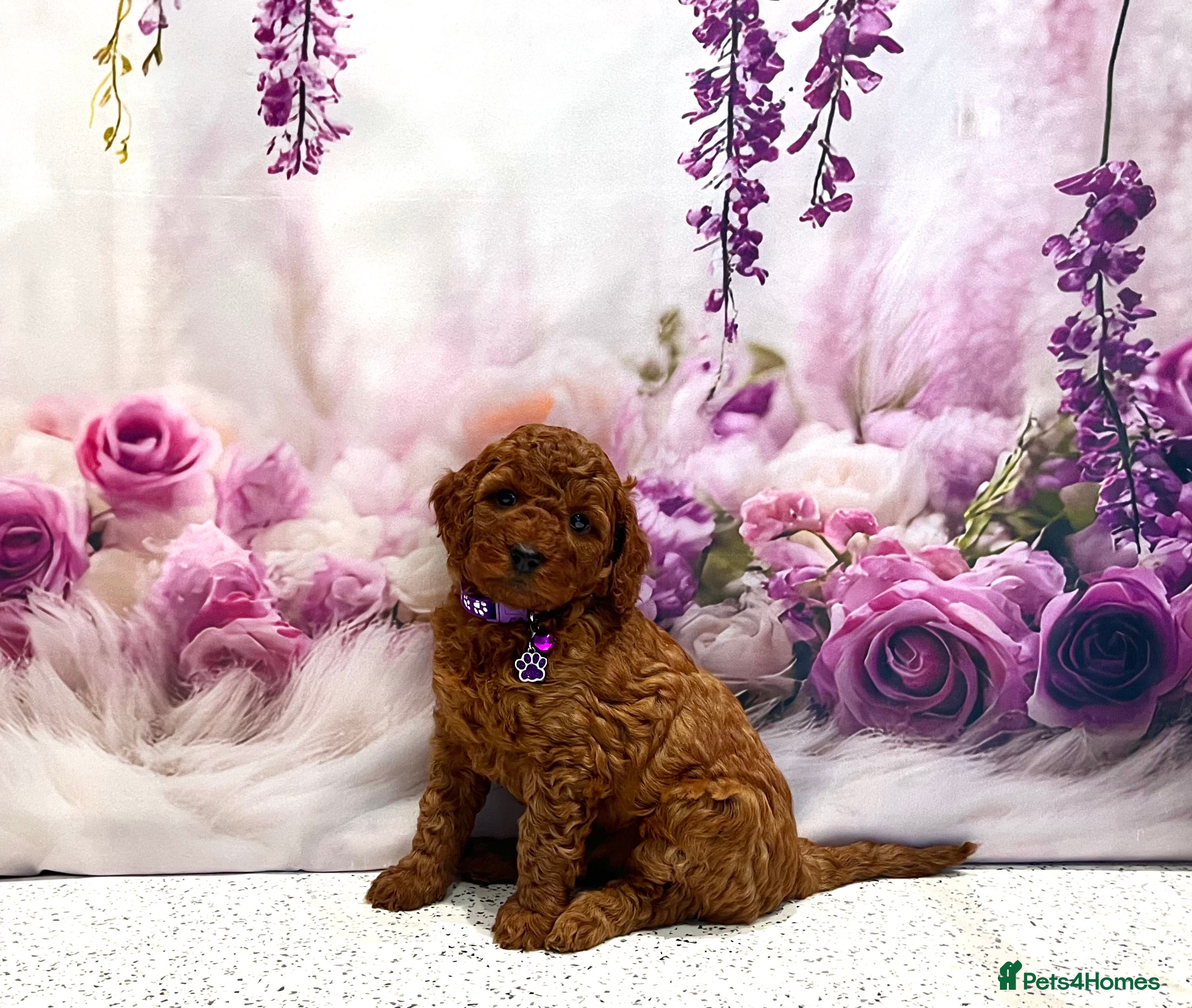 Cockapoo dogs 🌟Red F1BB Hypoallergenic DNA✅ Mini Show Cockapoos - Advert 2