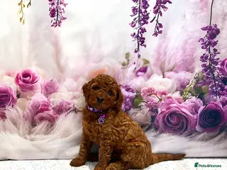 Cockapoo dogs 🌟Red F1BB Hypoallergenic DNA✅ Mini Show Cockapoos - Advert 2