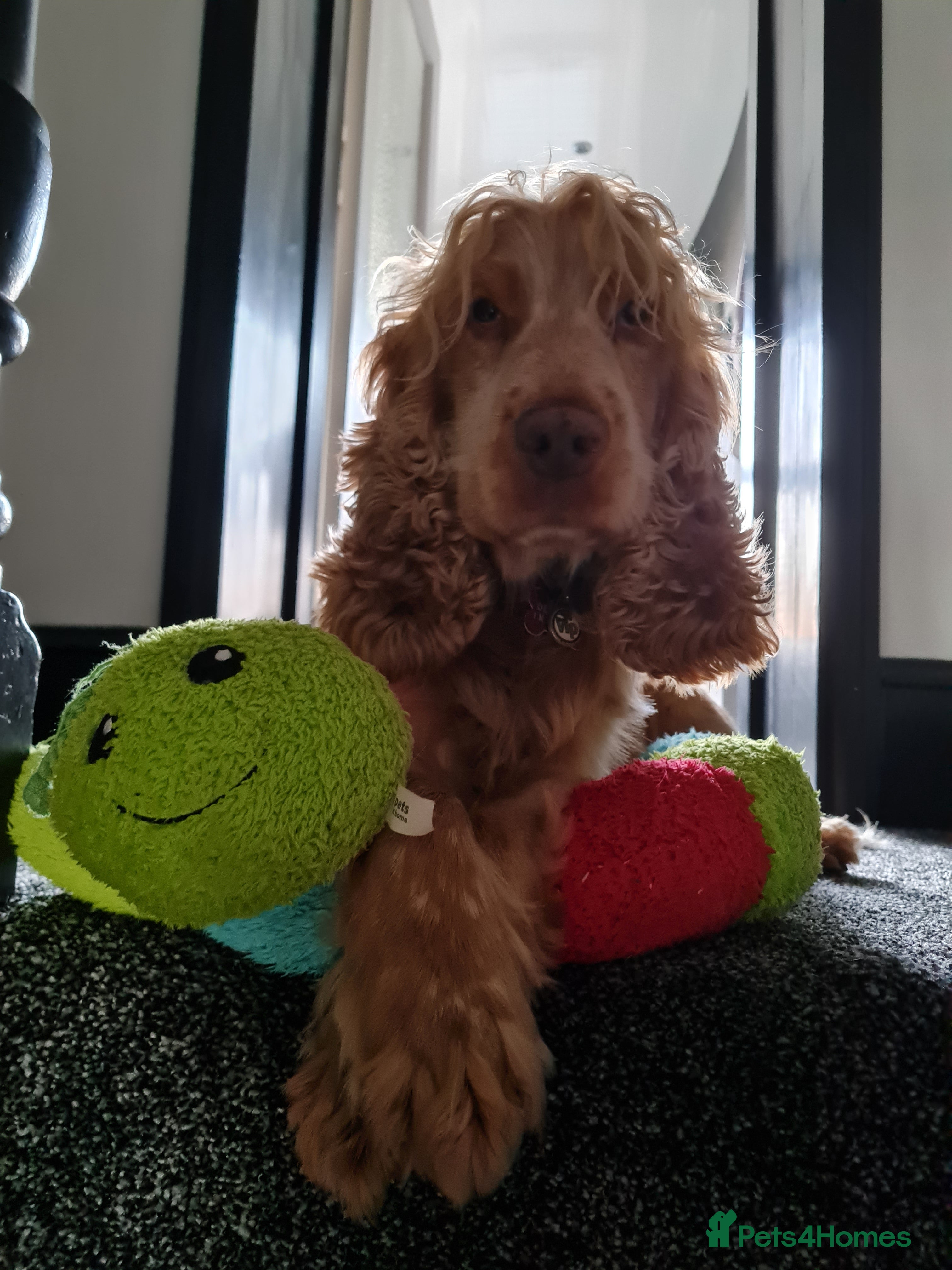 Cocker Spaniel dogs Proven Handsome Show Cocker Spaniel For Stud - Advert 12