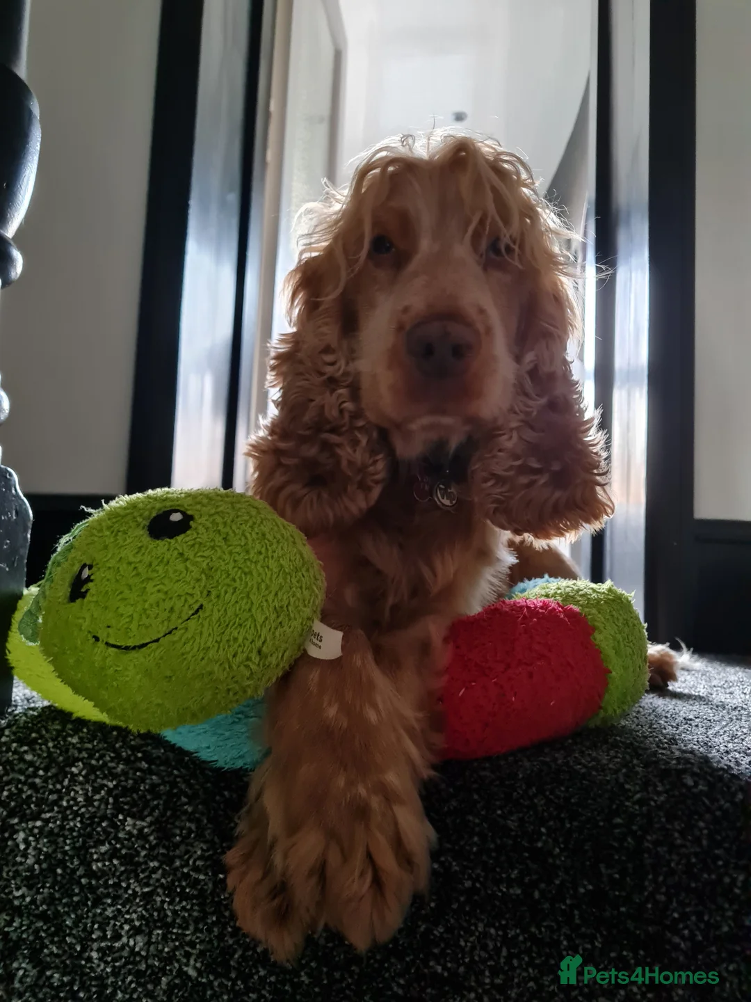 Cocker Spaniel dogs for stud: Proven Handsome Show Cocker Spaniel For Stud - Advert 1