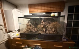 Frog reptiles for sale: Pair of Whites Tree Frogs with Enclosure and Stand - Image 10