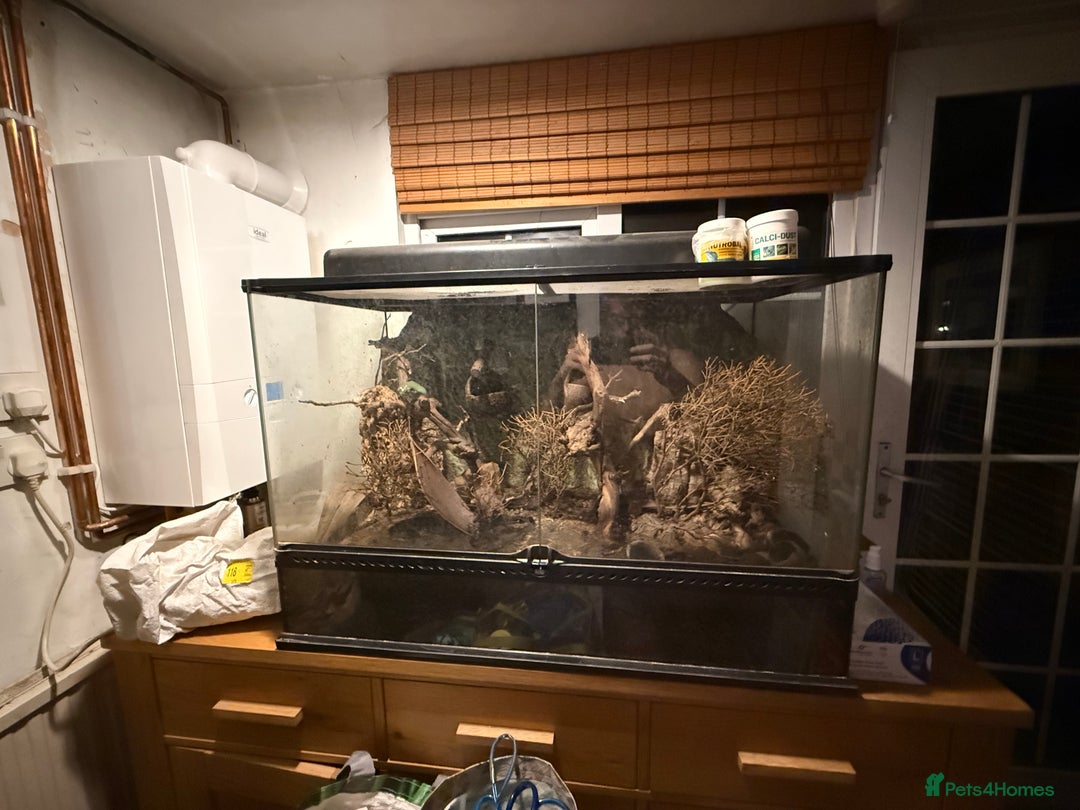 Frog reptiles for sale: Pair of Whites Tree Frogs with Enclosure and Stand - Image 10