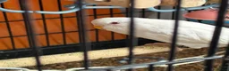 Budgerigars birds for sale: Young Pair of Budgies Looking for Loving Home - Advert 3