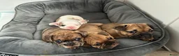 French Bulldog dogs for sale: Unique French Bulldog x Boston (Frenchton) Puppies in Leigh - Advert 7