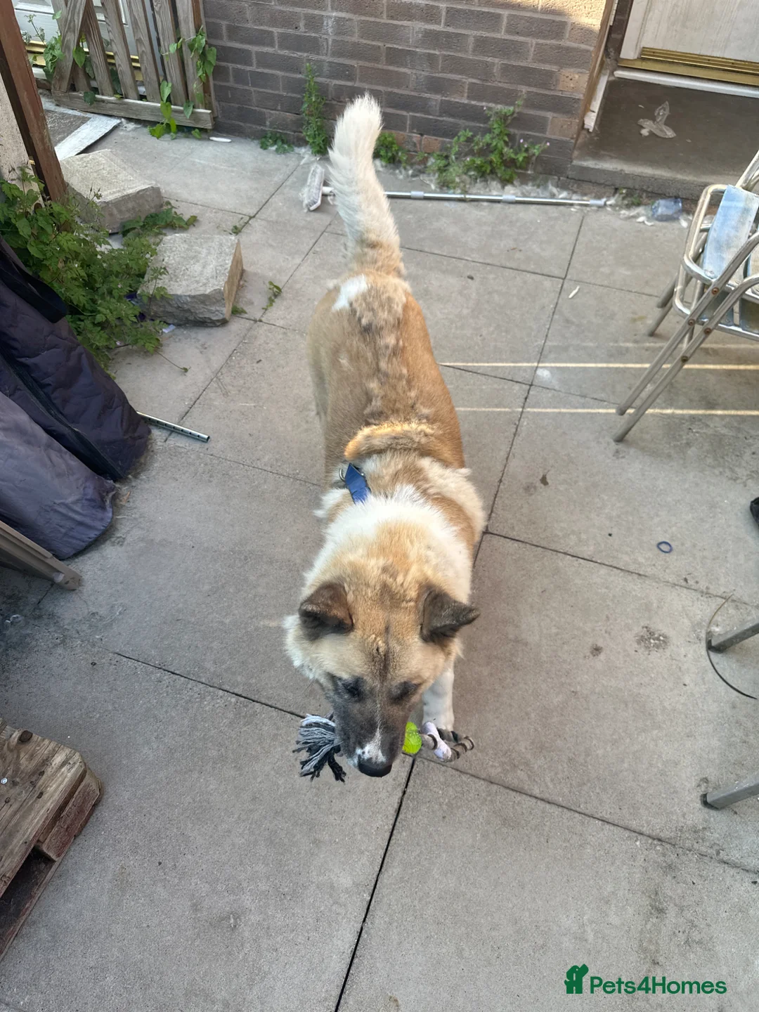Akita dogs for sale: Female Akita  - Advert 2