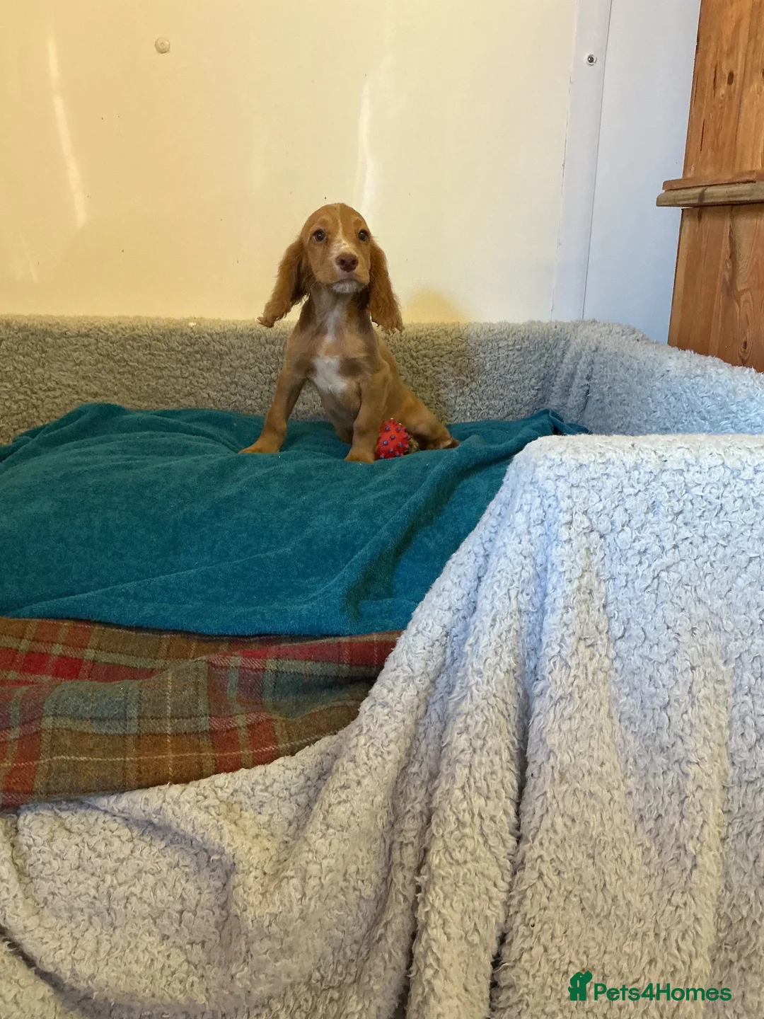 Cocker Spaniel dogs for sale: Cocker spaniel  - Advert 1