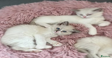 Ragdoll cats - Advert 15
