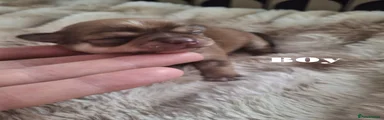 Chihuahua 1