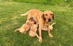 Goldador dogs for sale: Beautiful Chunky Goldador Puppies - Image 11