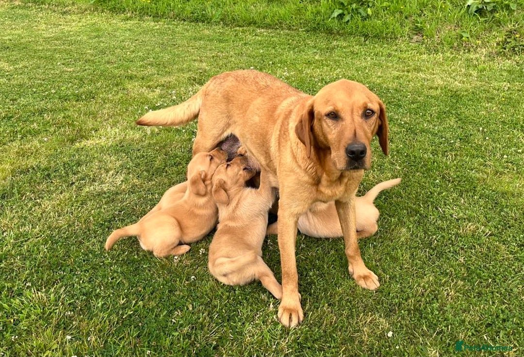 Goldador dogs for sale: Beautiful Chunky Goldador Puppies - Image 11