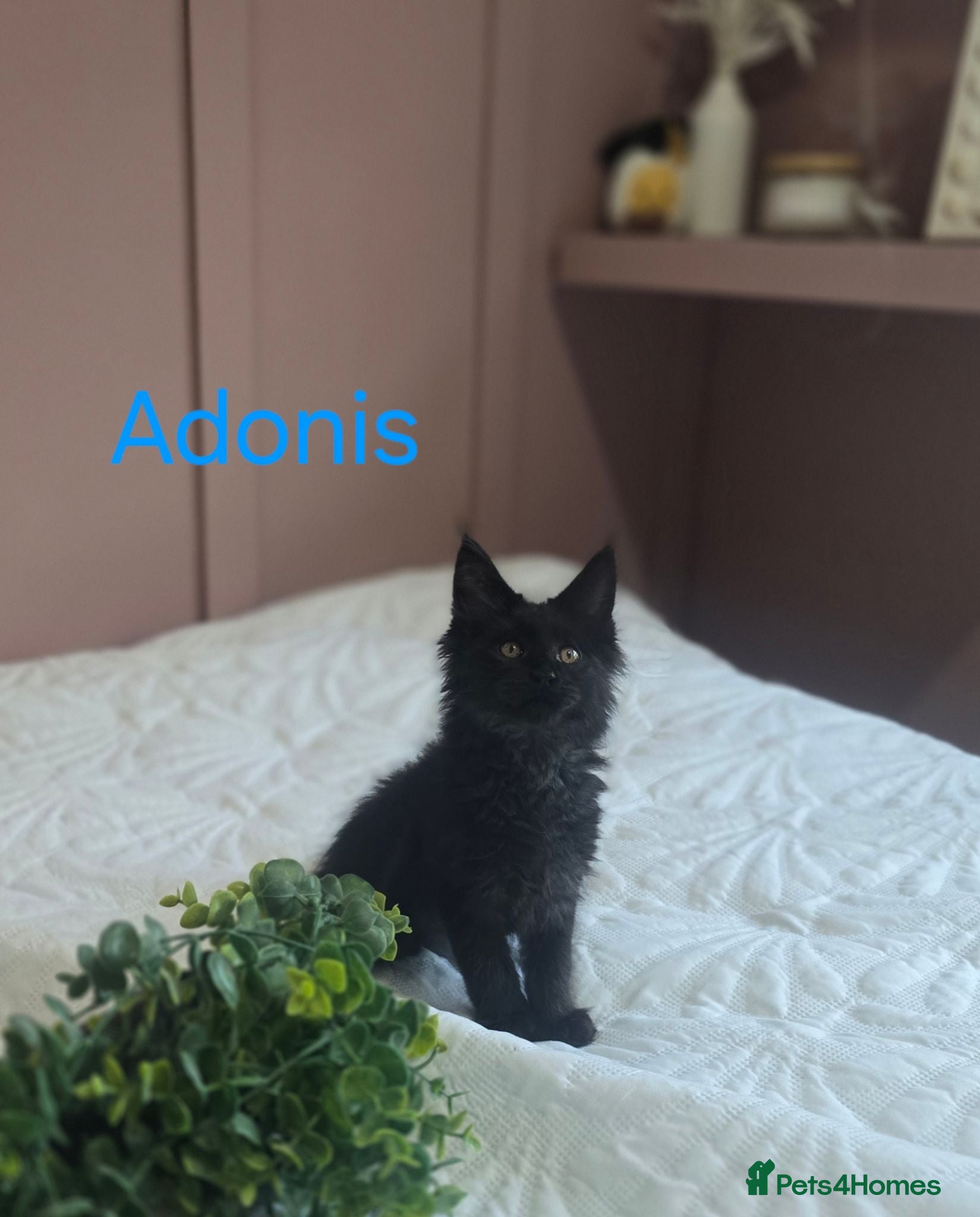 Maine Coon cats Adorable mainecoon kittens  - Advert 1