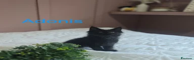 Maine Coon 1