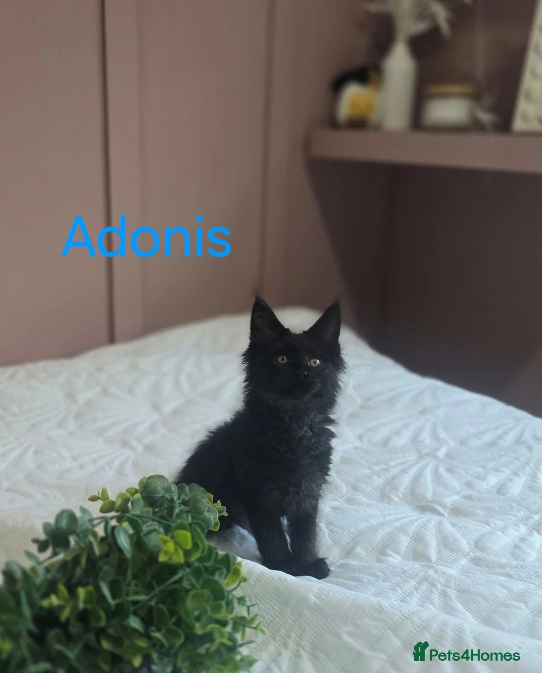Maine Coon cats for sale: Adorable mainecoon kittens  - Advert 1