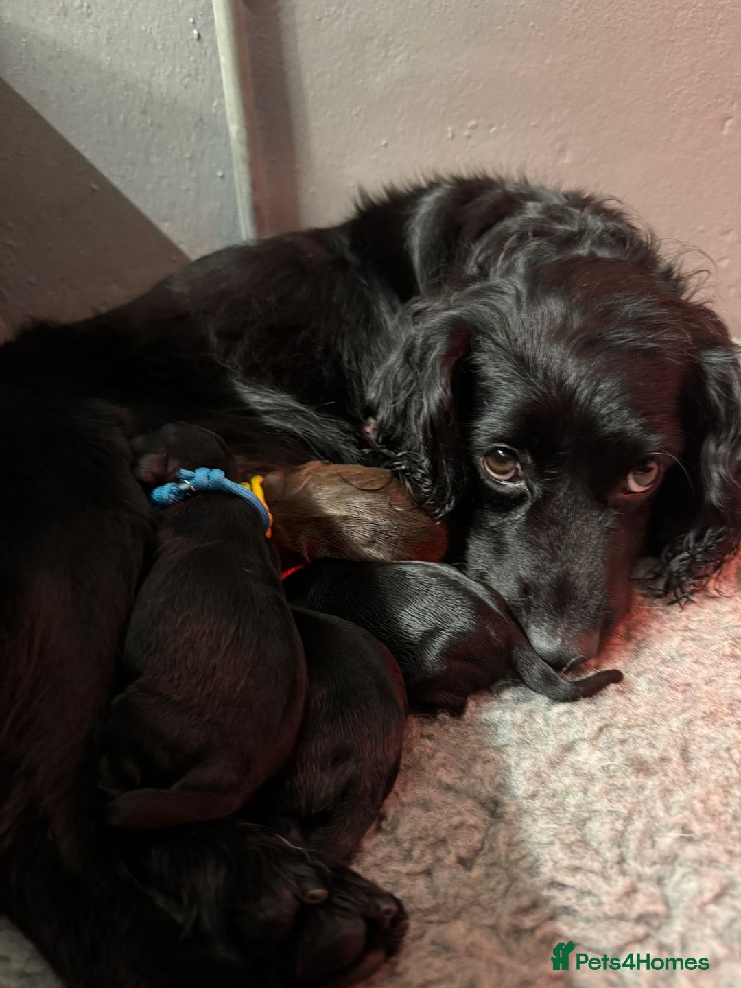 Cocker Spaniel dogs for sale: Gorgeous Cockers  - Farlavale x Muzmurray - Advert 10