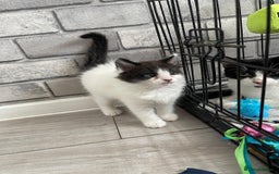Mixed Breed cats for sale: Kittens ready for forever home  - Image 1