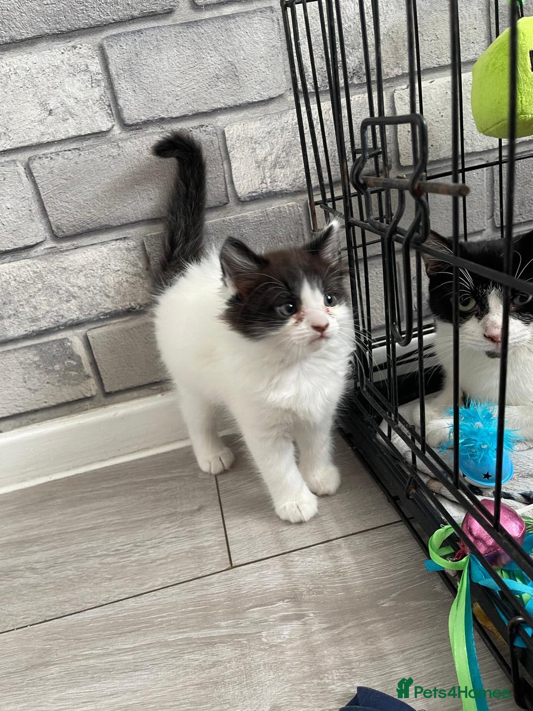 Mixed Breed cats for sale: Kittens ready for forever home  - Image 1