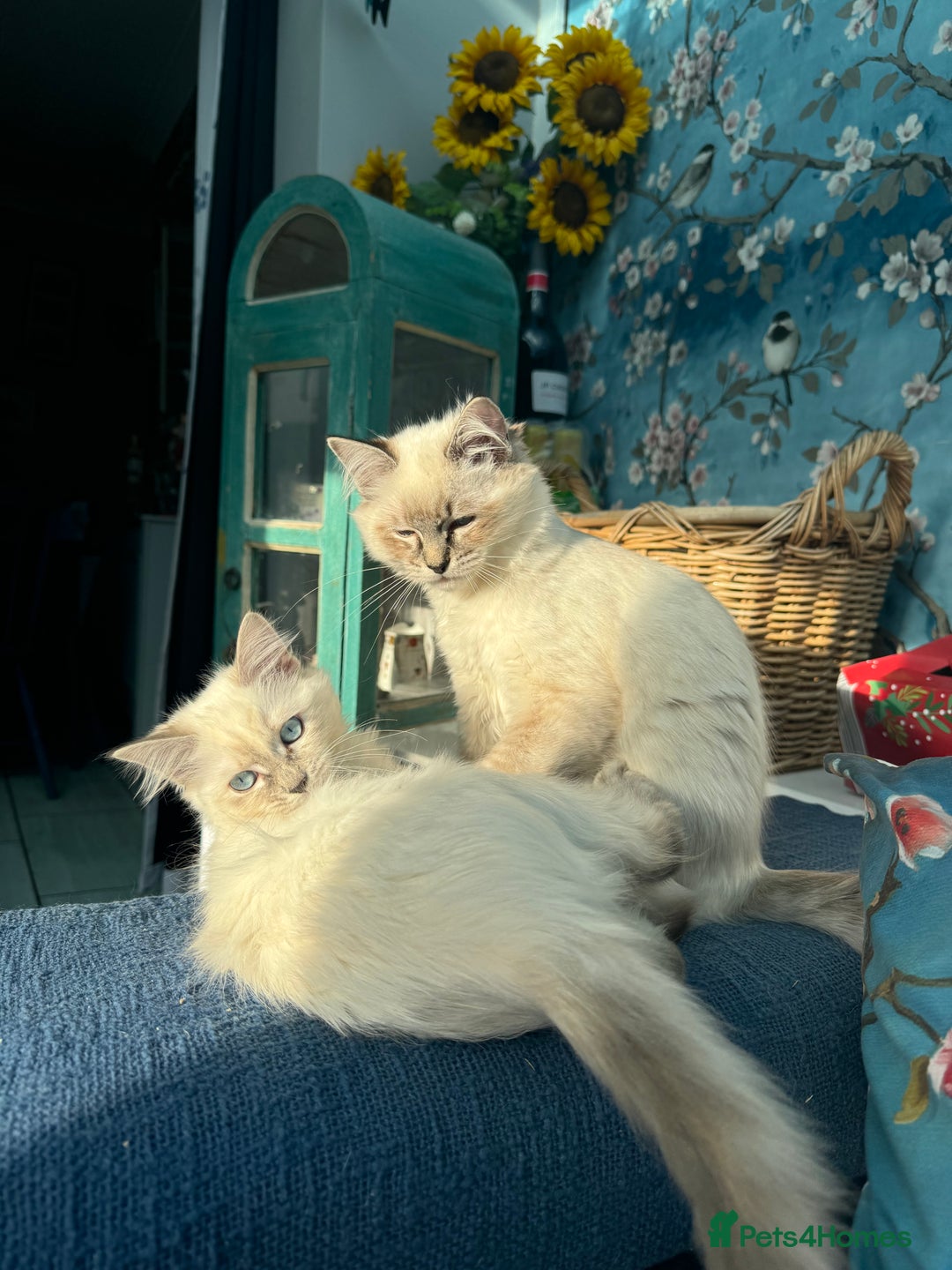 Ragdoll cats for sale: 2 Ragdoll babies available… NOW  - Advert 1