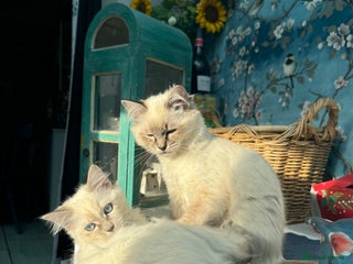 Ragdoll cats 2 Ragdoll babies available… NOW - Advert 2
