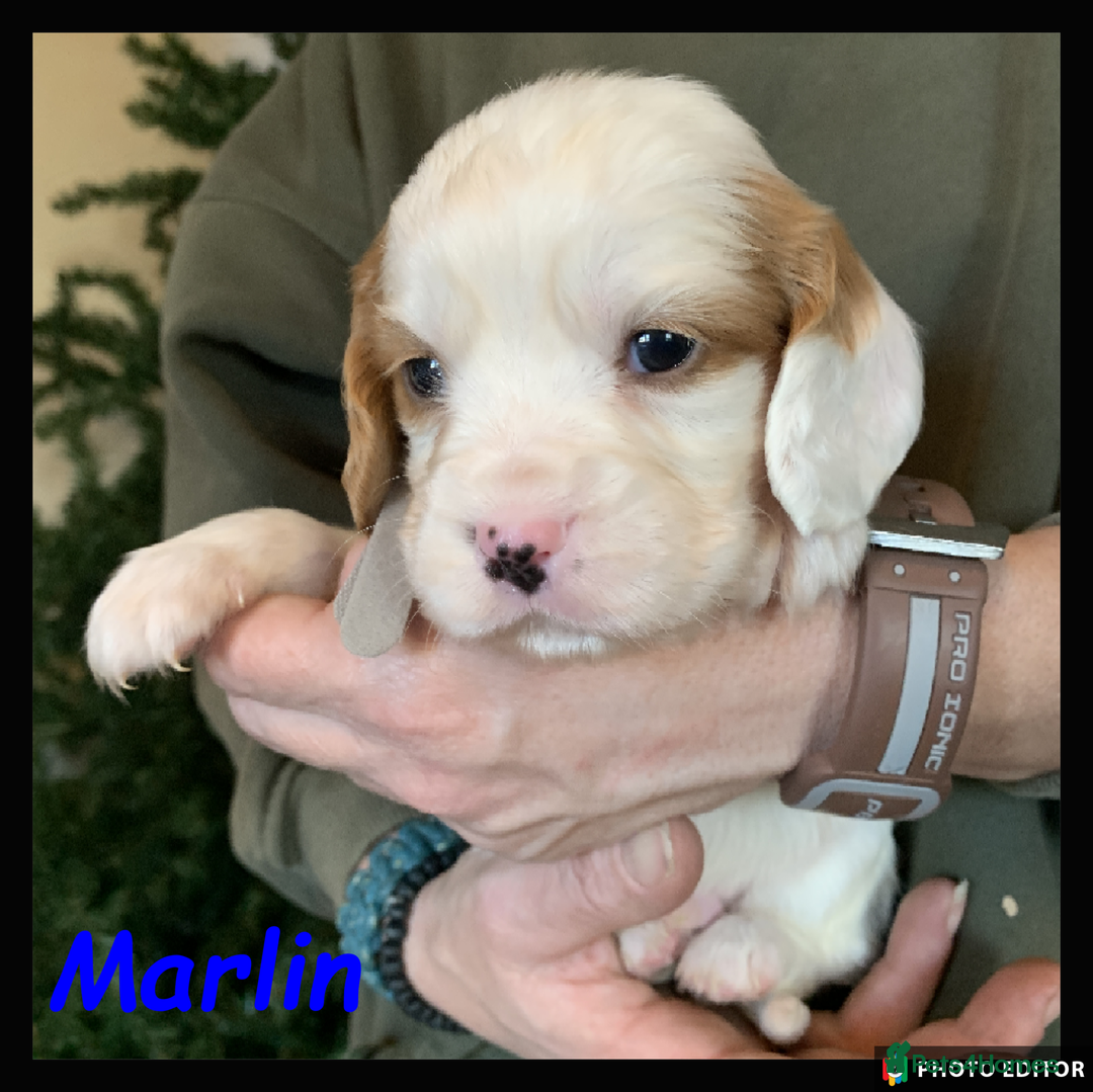 Cockalier dogs for sale: Beautiful Cockalier Pups – Loving Homes Await - Advert 30