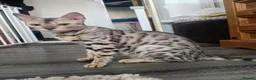 Bengal cats for sale: Beautiful silver female kit - Advert 3