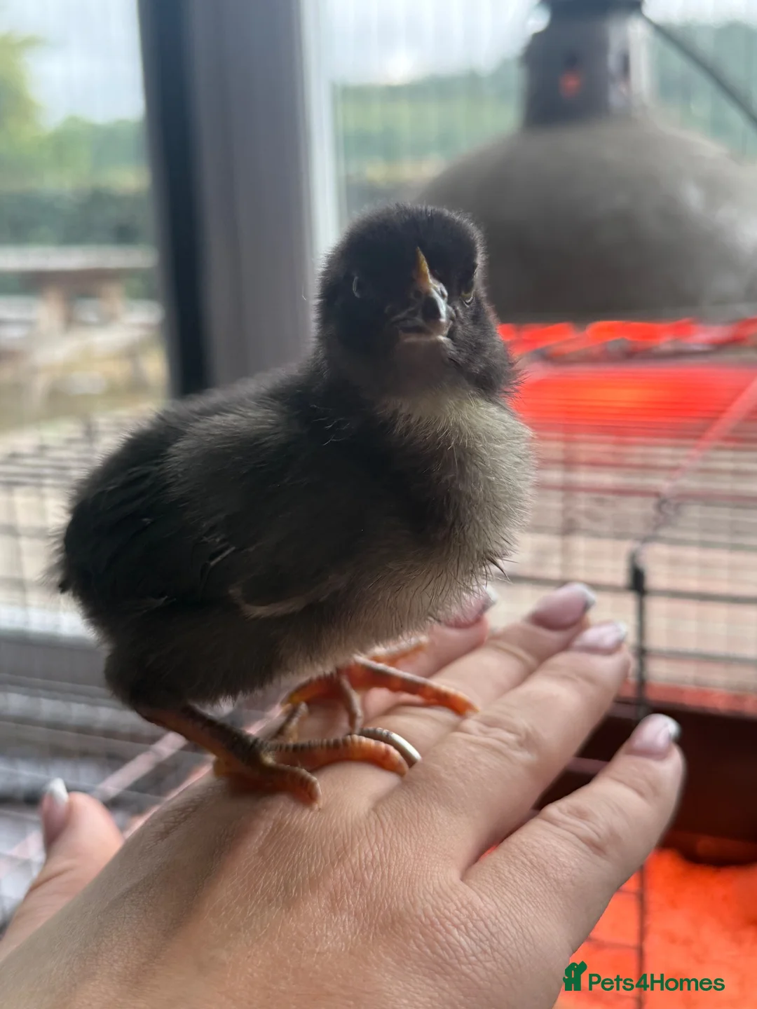 Chickens poultry for sale: Mixed lot of chicks  - Advert 5