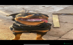 Rottweiler dogs for sale: Meet Bear  - Image 1