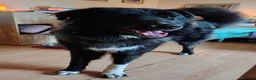 Caucasian Shepherd Dog dogs for sale: ***FERN RESCUE* 1 YR OLD CAUCASIAN SHEPARD in Glasgow - Advert 6