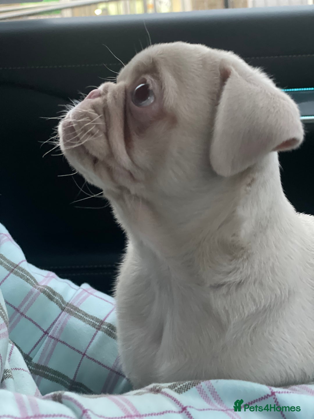 Pug dogs for sale: Pink champagne pug puppy - Advert 11