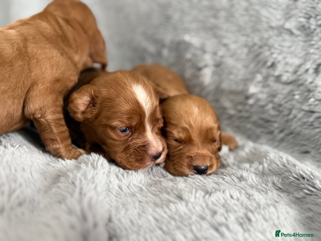 Cocker Spaniel dogs for sale: Gorgeous KC Working Cocker Spaniels- Health Tested - Image 9