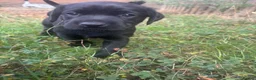 Labrador Retriever dogs for sale: Labrador puppies  in Welwyn Garden City - Advert 11