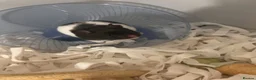 Hamster rodents for sale: Syrian hamster looking for forever home - Advert 2