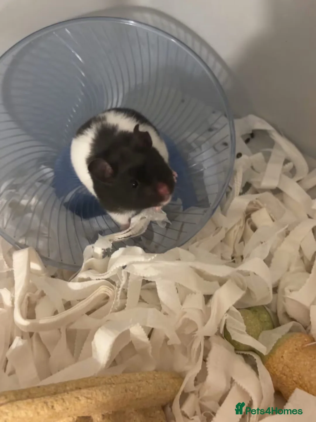 Hamster rodents for sale: Syrian hamster looking for forever home - Advert 2