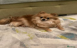 Pomeranian dogs for sale: Four years old Pomeranian female for sale.  - Image 4