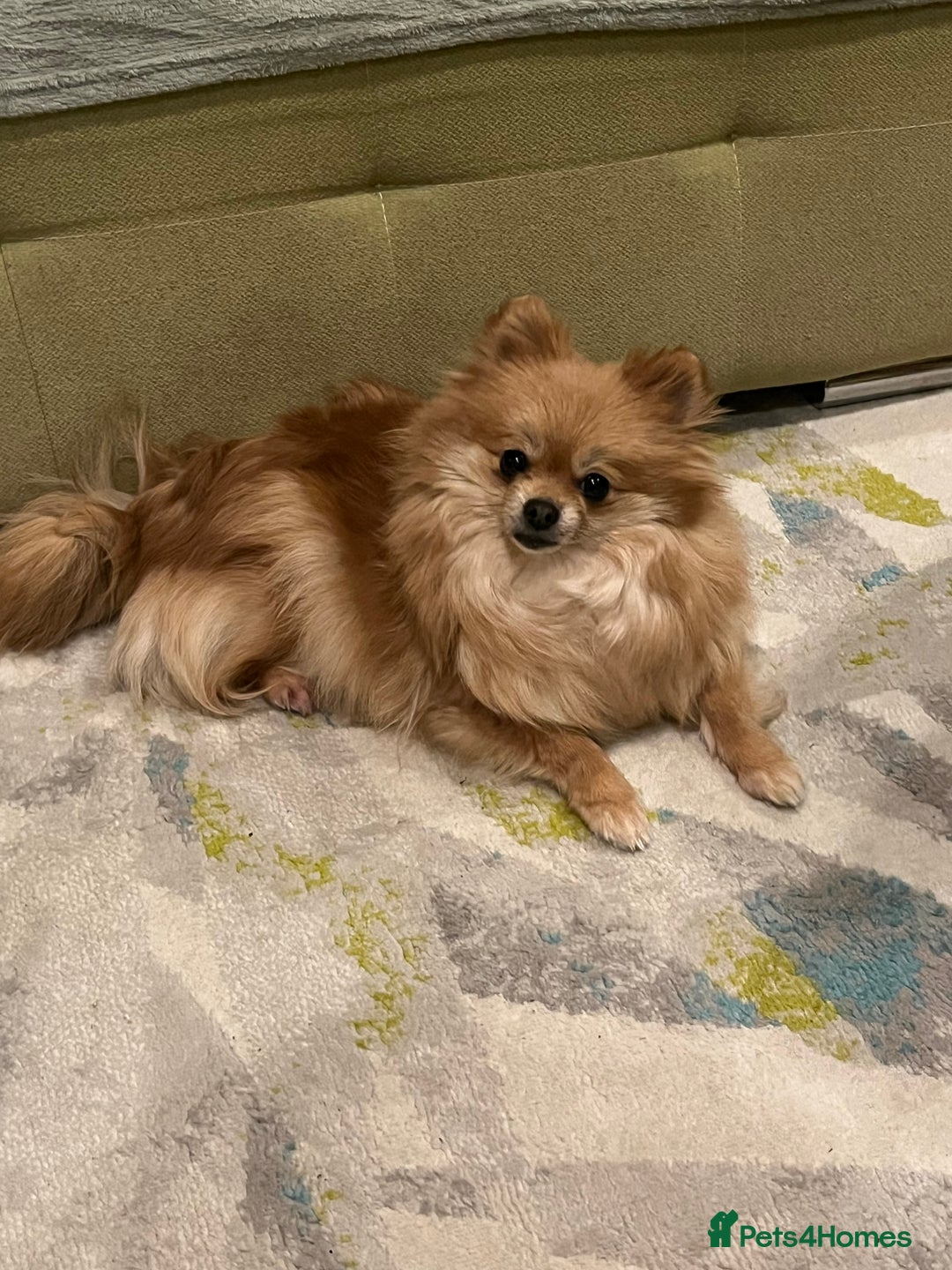 Pomeranian dogs for sale: Four years old Pomeranian female for sale.  - Image 4