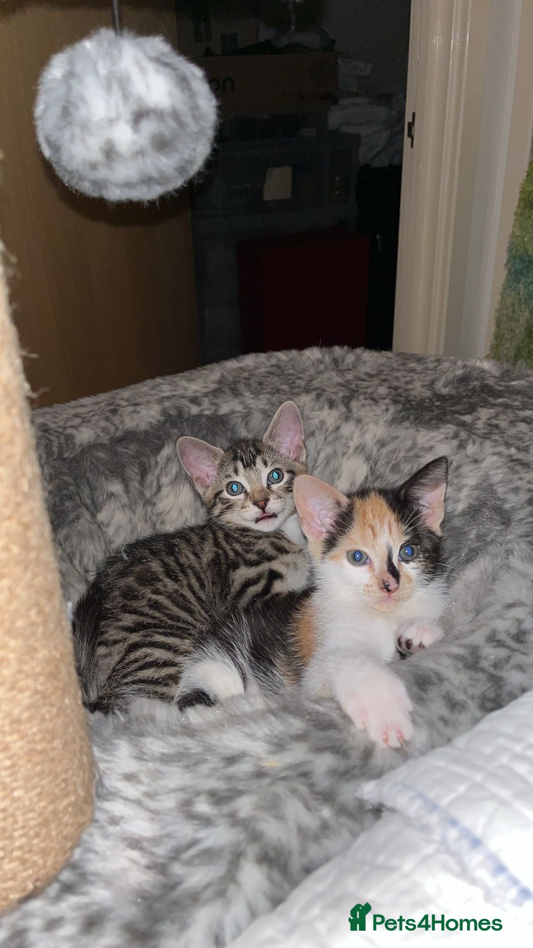 Mixed Breed cats for sale: 4 beautiful kittens looking for new homes  - Advert 20
