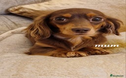 Doxiepoo dogs for sale: Daxipoo  - Image 20