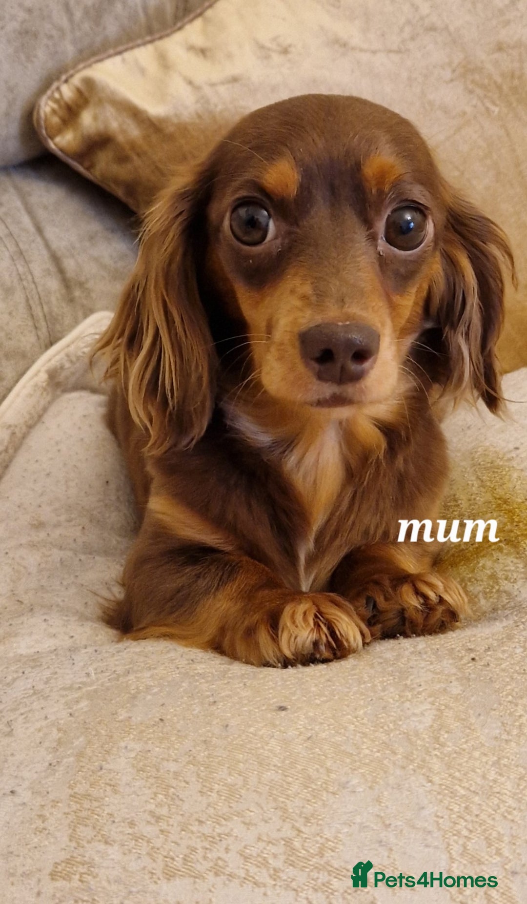 Doxiepoo dogs for sale: Daxipoo  - Image 20