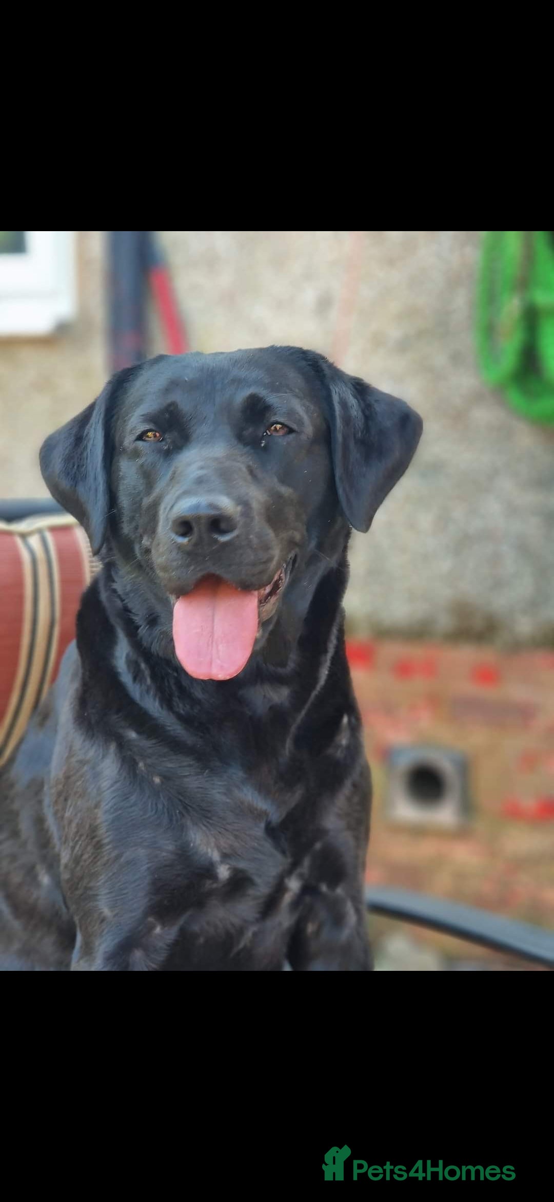 Labrador Retriever dogs for sale: Kc reg labradore puppies - Image 11