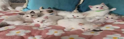 Ragdoll cats for sale: GCCF registered Ragdoll kittens  - Advert 7