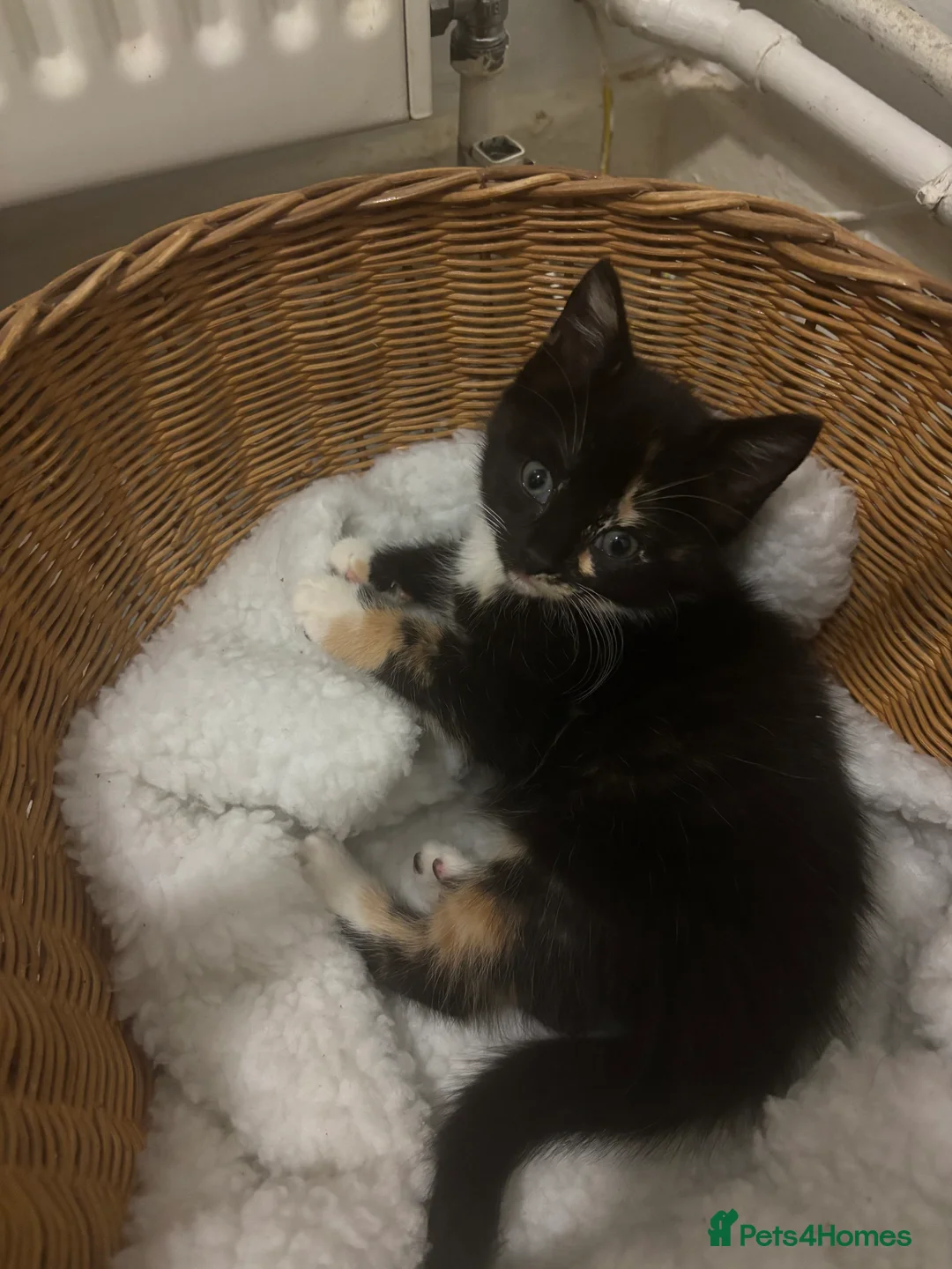 Mixed Breed cats for sale: Beautiful calico and tortoise shell kittens - Advert 5
