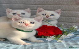 British Shorthair cats for sale: British sh golden kittens NY 12 GCCF  - Image 16