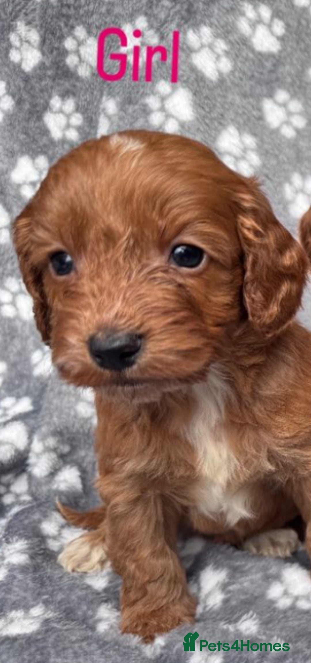Cockapoo dogs for sale: Cockapoo puppy for sale 🐾🐶 - Image 9