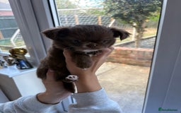 Chihuahua dogs for sale: Russian long hair Chihuahuas - Image 8