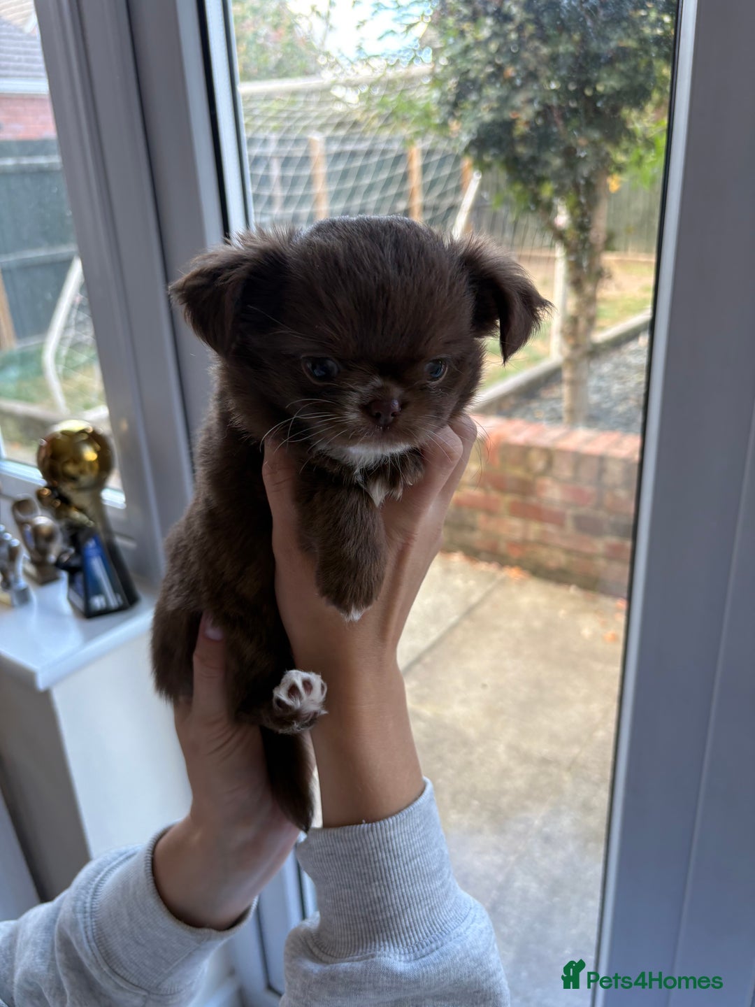 Chihuahua dogs for sale: Russian long hair Chihuahuas - Image 8