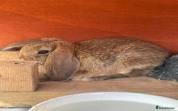 Mini Lop rabbits for sale: Mini lop boys - Image 2