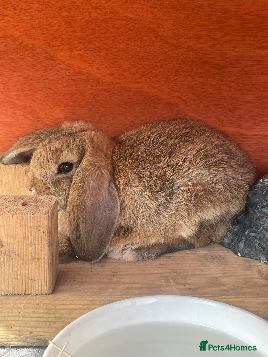 Mini Lop rabbits for sale: Mini lop boys - Image 2