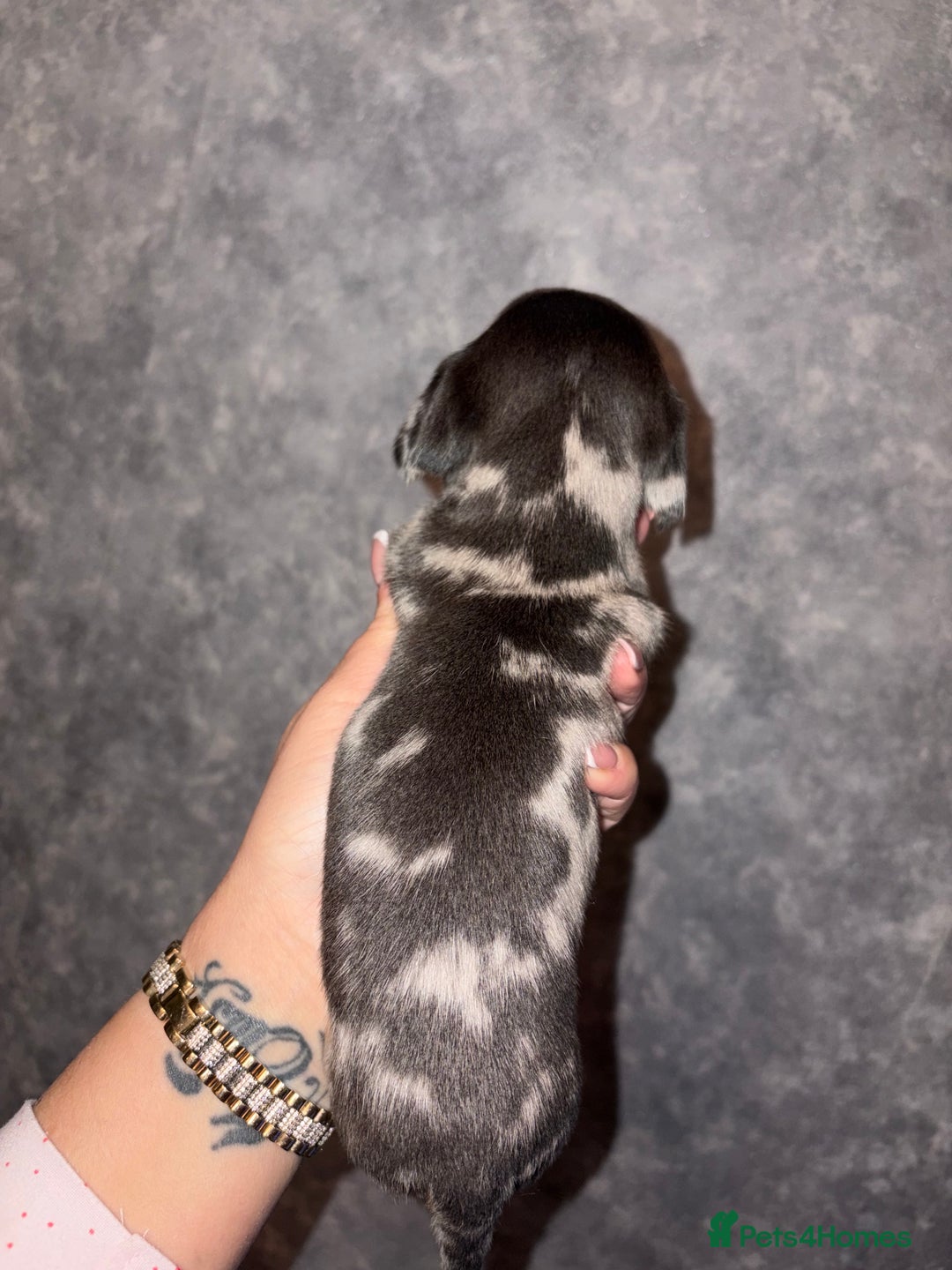 Dachshund dogs for sale: Miniature dachshund pups - Advert 13