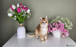 Scottish Fold cats for sale: READY NOW - TICA - SCOTTISH FOLD and STRAIGHT. - Image 3