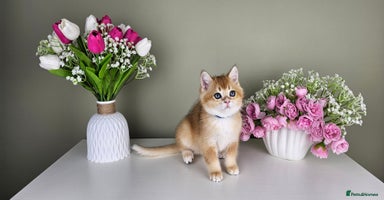 Scottish Fold cats - Advert 4